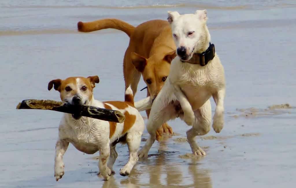 gites acceptant les chiens gites acceptant les chiens