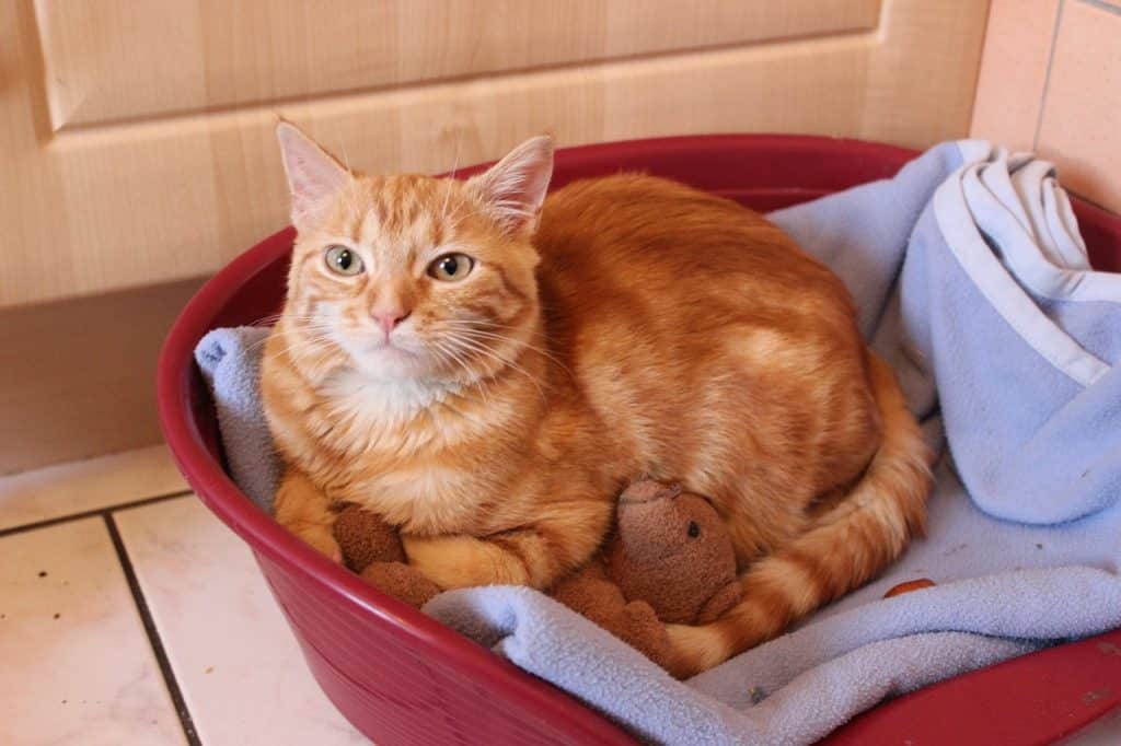 location vacances animaux acceptes location vacances animaux acceptes