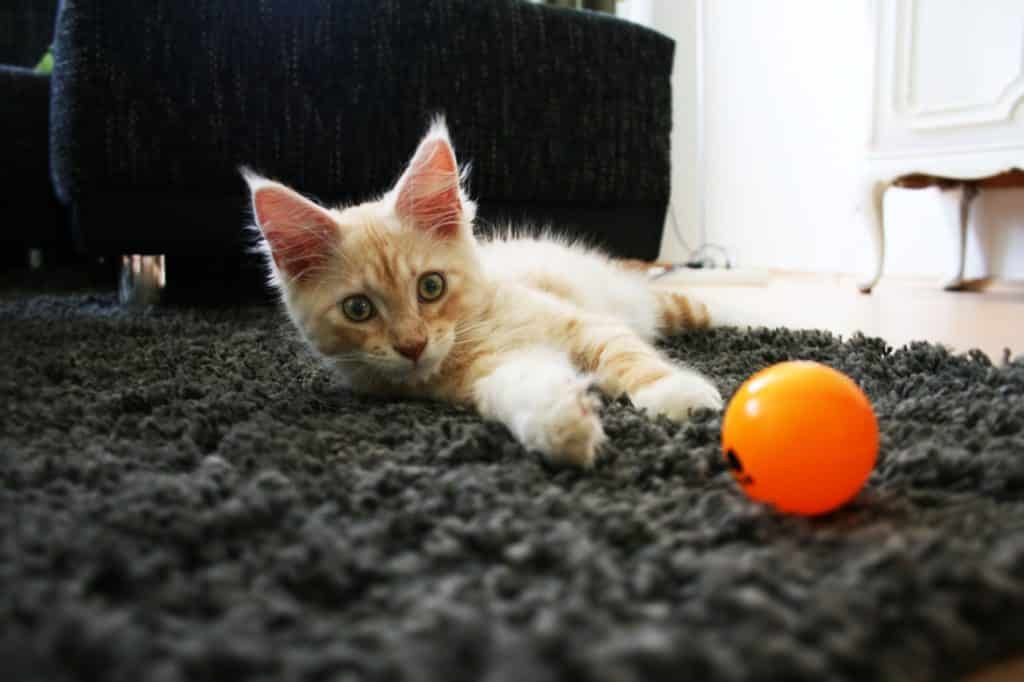 location vacances avec animaux compagnie location vacances avec animaux compagnie